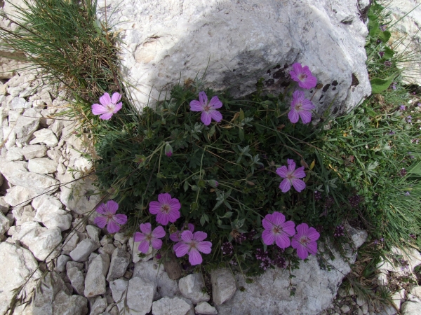 Geranium austroapenninum (=G.cinereum)